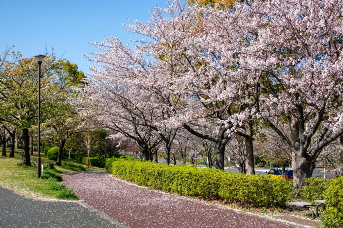 【小松川千本桜】1000本の桜を見ながらお花見バーベキューを楽しもう