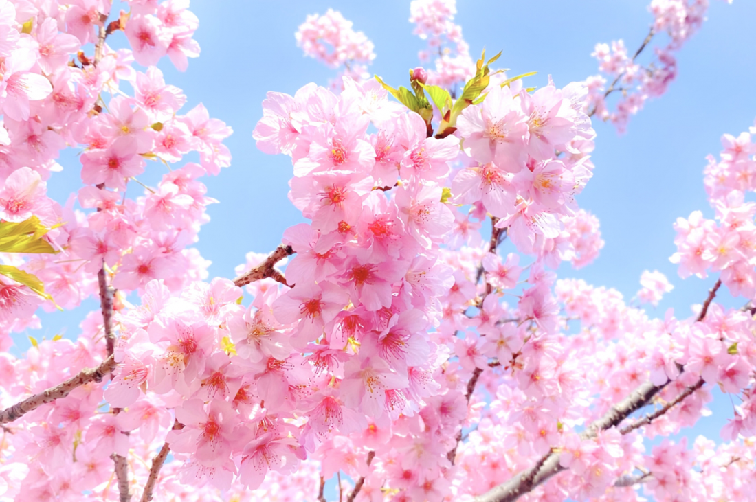 🌸もうすぐ春本番！BBQの季節がやってきます🌸ご予約はお早めに！