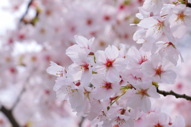 🌸春の行楽シーズン本番！ご予約はお早めに🌸