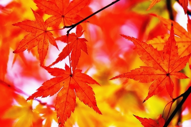 🍂秋の行楽シーズン到来！ご予約はお早めに🌾